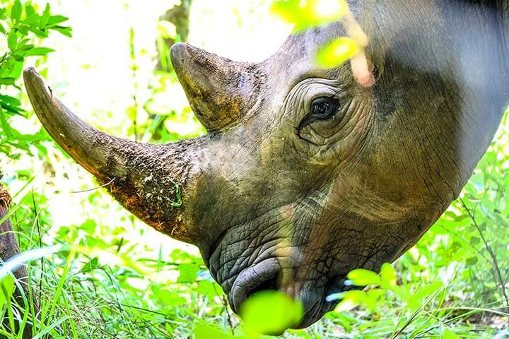 White Rhino